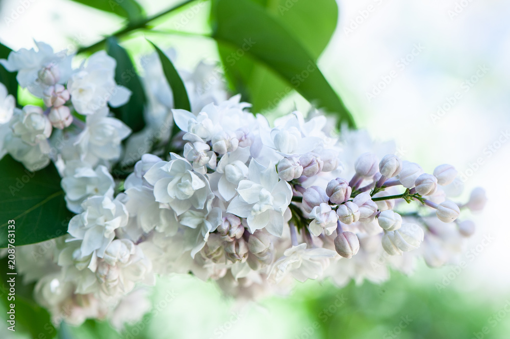 White lilac on a flowering bush, on a natural natural background White lilac on a flowering bush, on a natural natural background