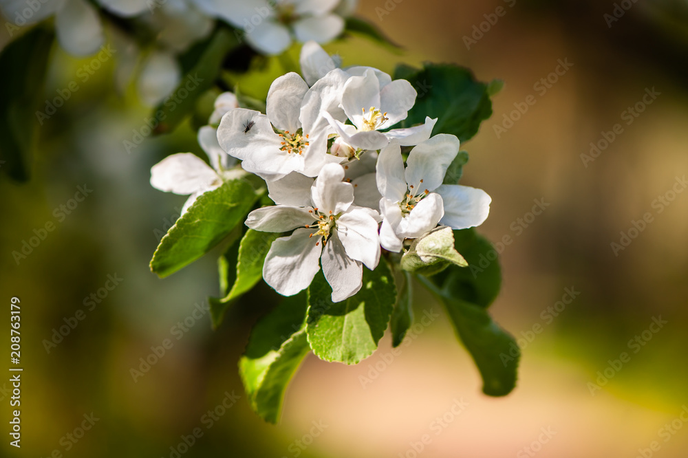 Floral spring gentle background, blooming cherry sakura branches in blue and pink tones. Space for text Floral spring gentle background, blooming cherry sakura branches in blue and pink tones. Space for text