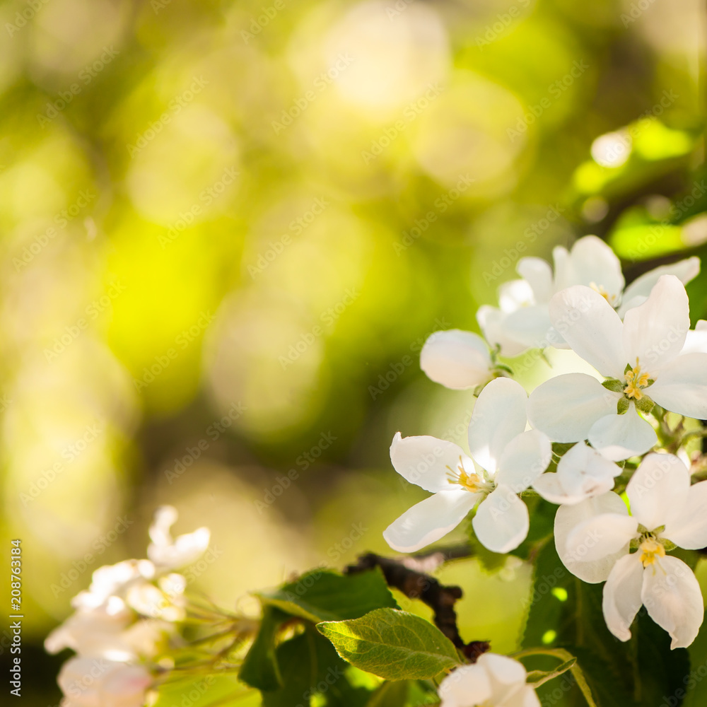 Floral spring gentle background, blooming cherry sakura branches in blue and pink tones. Space for text Floral spring gentle background, blooming cherry sakura branches in blue and pink tones. Space for text
