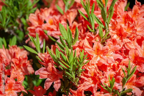 orange Rhododendron japonicum in the garden close-up