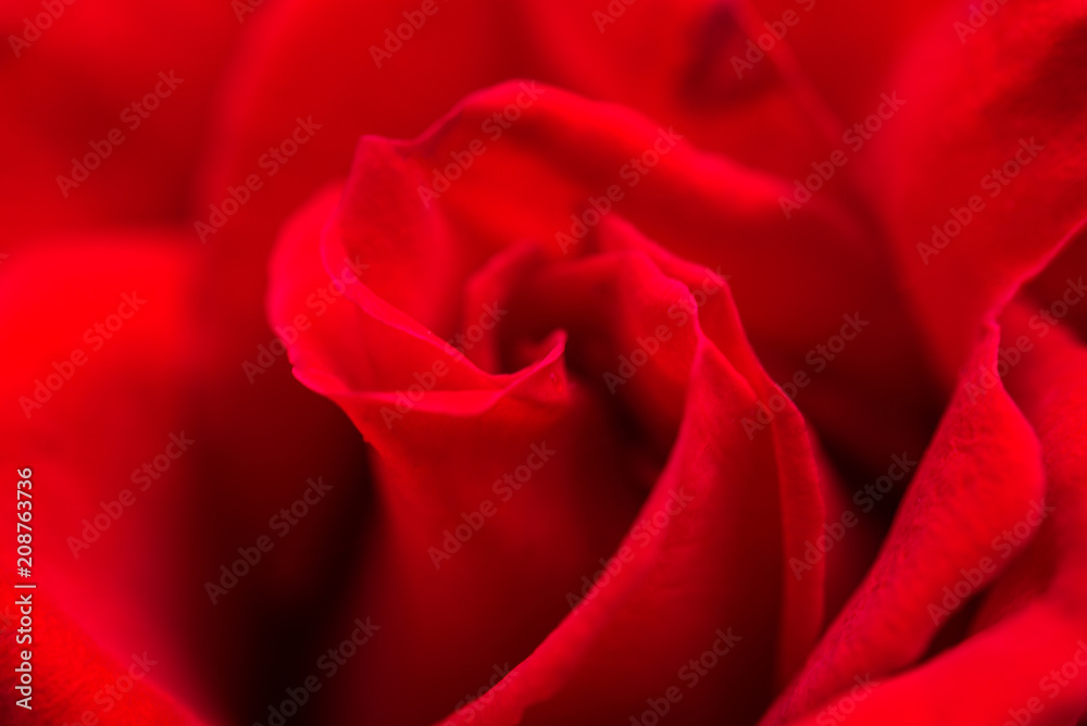 Detail of red roses in the garden. Detail of red roses in the garden.