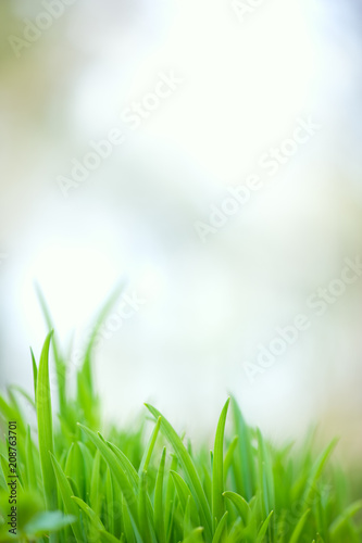 Green grass. Selective focus and very shallow depth of field.
