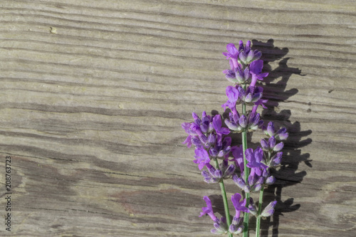 fresh flowers lavender on a wooden background