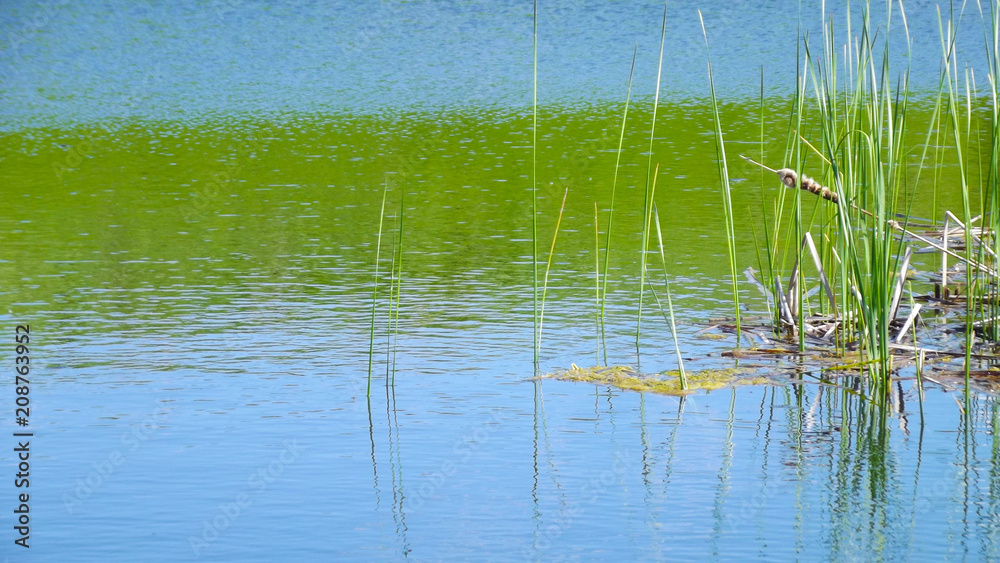 Summer lake on a Sunny day.The reeds in the water.