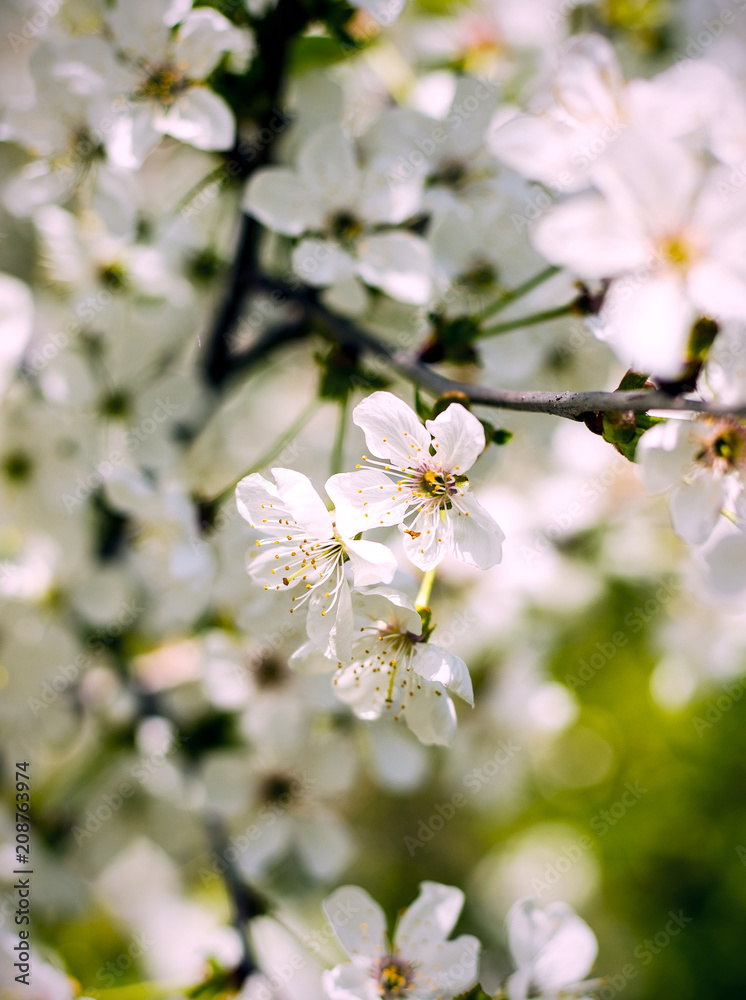 cherry blossoms in the spring