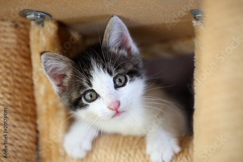 Fototapeta Naklejka Na Ścianę i Meble -  Young gray white european shorthair cat plays in the garden
