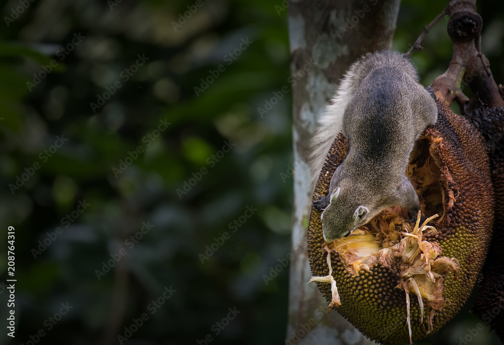 Squirrels are eating jackfruit. Squirrels are eating jackfruit.