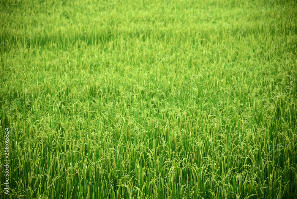 rice field produce grains