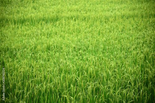 rice field produce grains