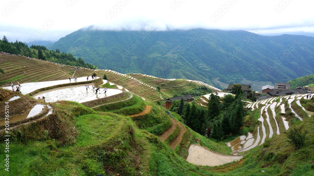 The Longji Terraced Fields 