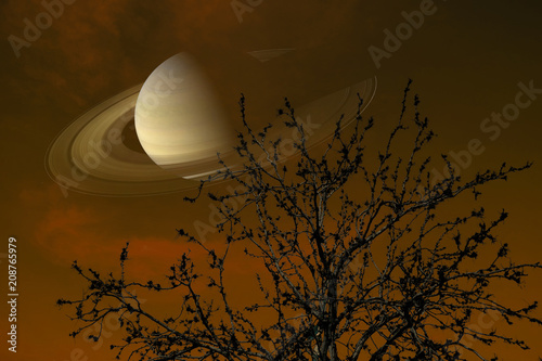 Fototapeta Naklejka Na Ścianę i Meble -  Saturn near earth on night sky back silhouette dry branch tree