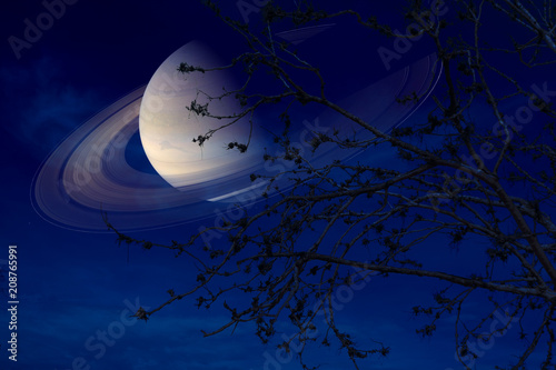 Fototapeta Naklejka Na Ścianę i Meble -  Saturn near earth on night sky back silhouette dry tree