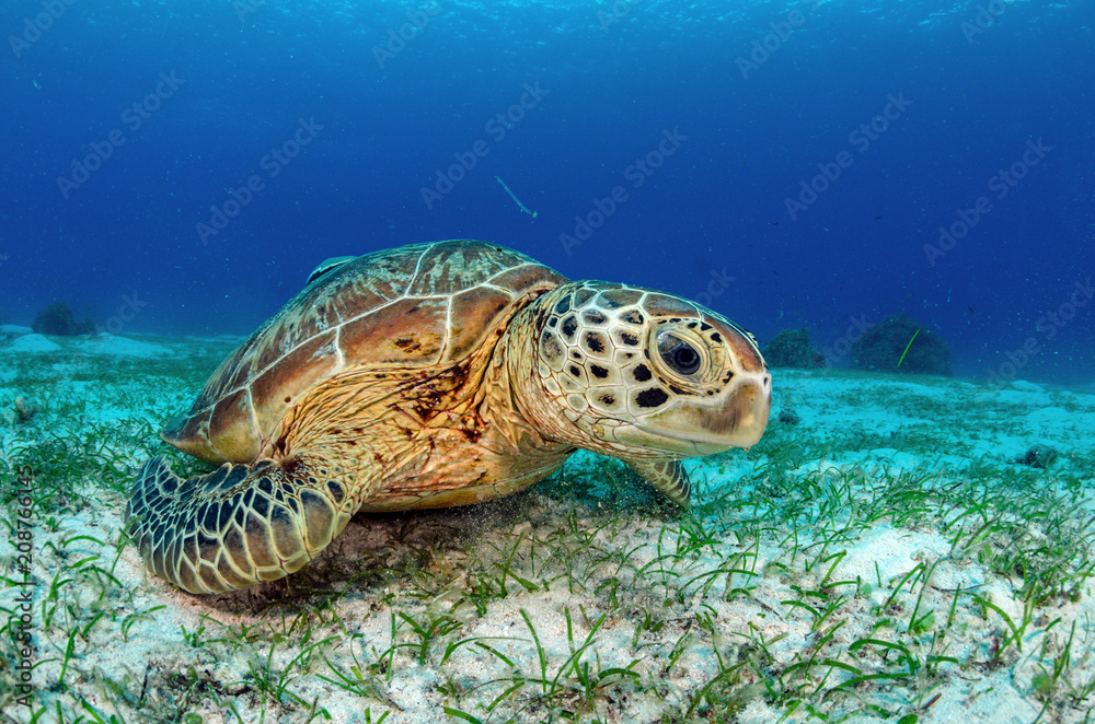 Fototapeta premium Green Turtle