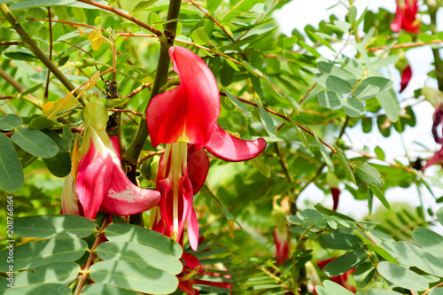 Vegetable Humming Bird Sesban Agasta has red flower photo