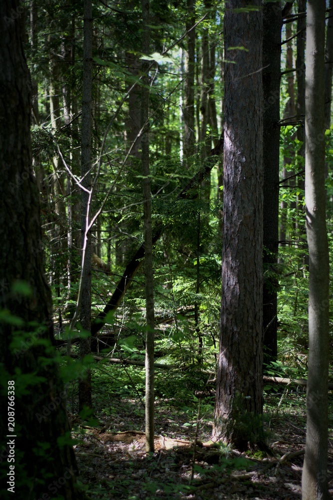 Sunlight in the Woods 2 Sunlight in the Woods 2