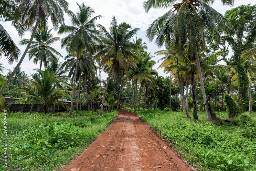 Beautiful coconut palm trees farm in Alappuzha, India.