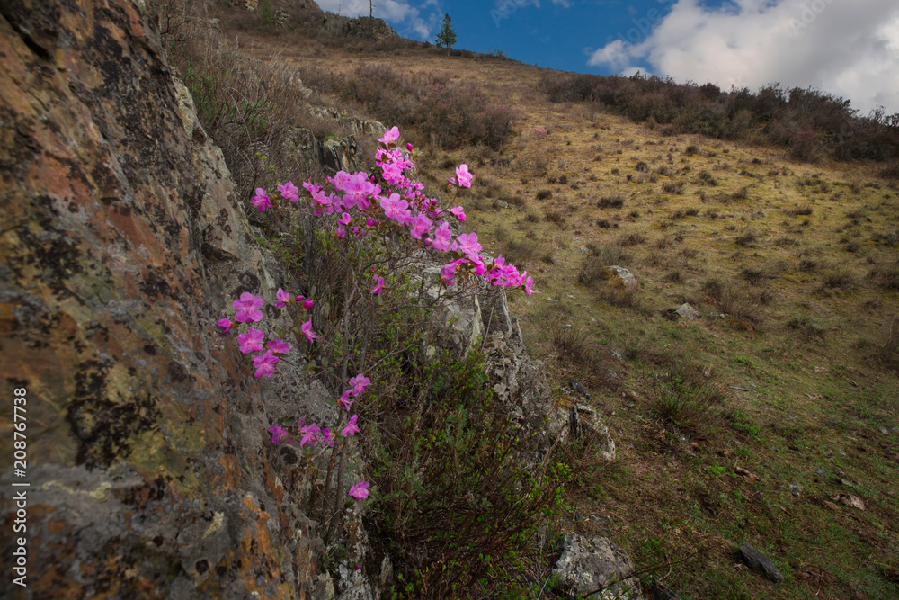 Obraz premium Russia. The South Of Western Siberia, spring flowers of the Altai mountains. Rhododendron. Its flowering period is the main event of spring in the Altai mountains, which attracts many tourists.