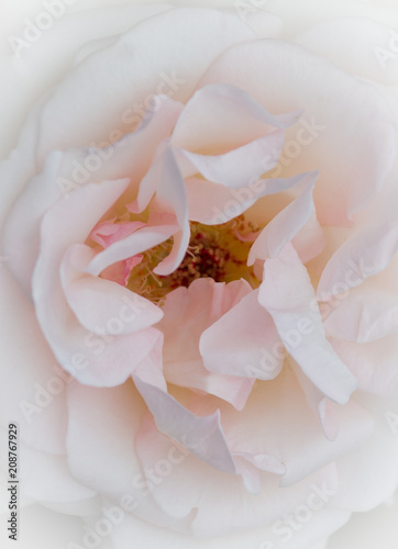 Pastel colored rose closeup - soft white background 