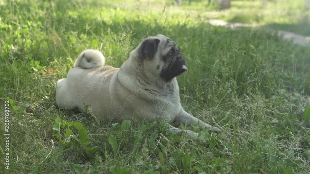 Cute, pretty pug dog lying on the grass lawn. Looking for something with great interest. Funny crawling. Going to the owner. Breathing heavily, deeply, sticking out its tongue. Tongue hanging out. Cute, pretty pug dog lying on the grass lawn. Looking for something with great interest. Funny crawling. Going to the owner. Breathing heavily, deeply, sticking out its tongue. Tongue hanging out.