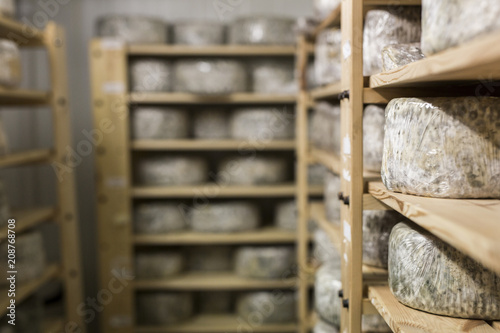 Cheese maturing on rack