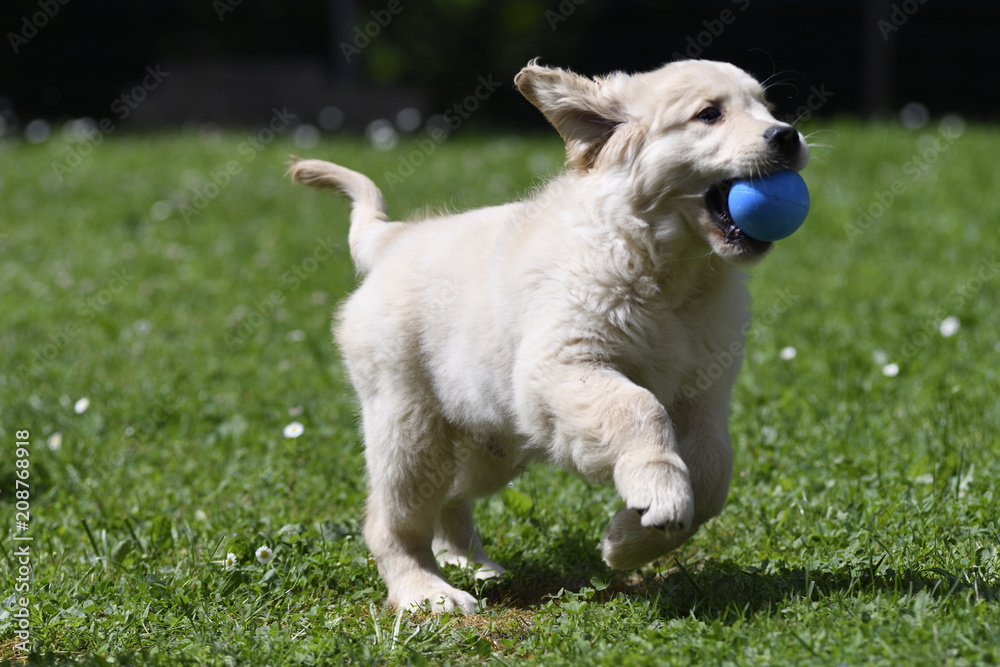 Golden retriever Golden retriever