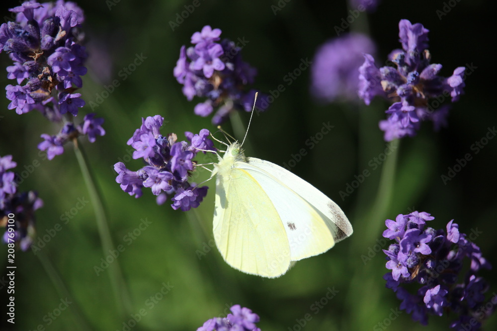 Großer Kohlweißling auf Lavendel Großer Kohlweißling auf Lavendel