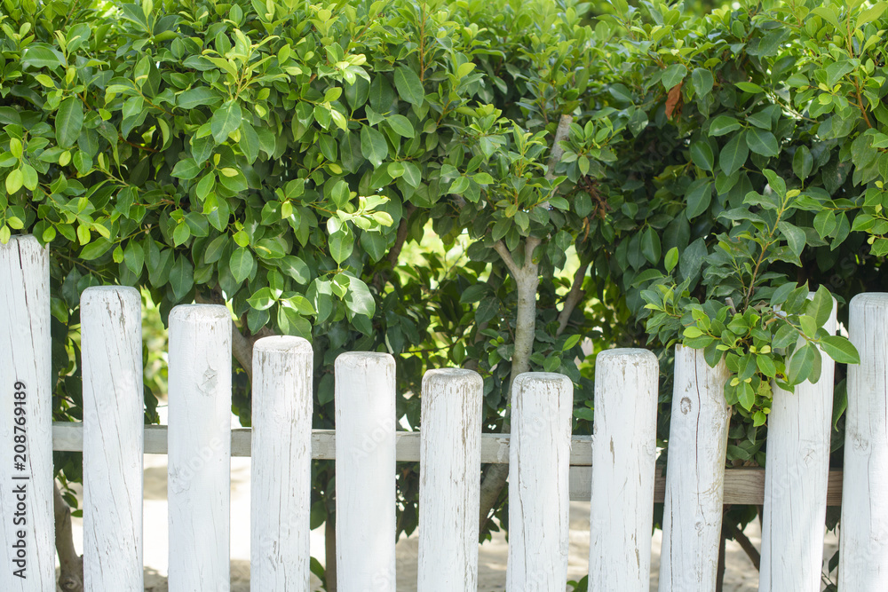 white fence and green natural fence
