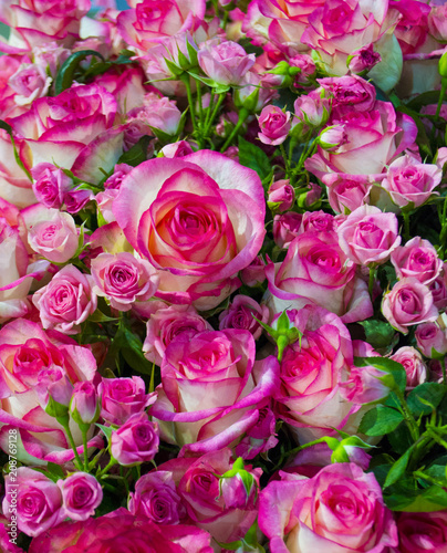 floral background of roses © andrey7777777