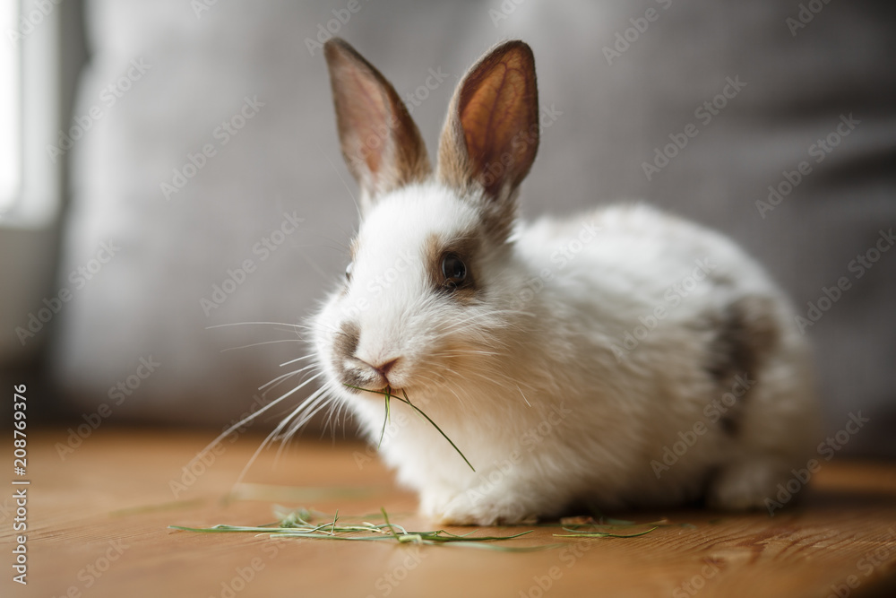 decorative white and black rabbit on wooden window sill decorative white and black rabbit on wooden window sill