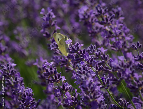 Lavender field closeup with butterfly  - sunny fresh fragrant impression