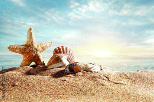 Fototapeta Naklejka Na Ścianę i Meble -  beach background and shell decoration. 