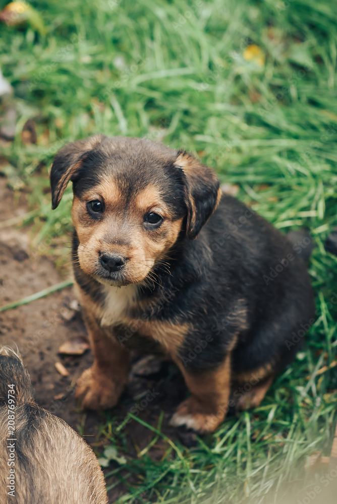 Puppy of German Hunting Terrier in the garden Puppy of German Hunting Terrier in the garden