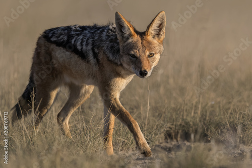 Jackal walking 3