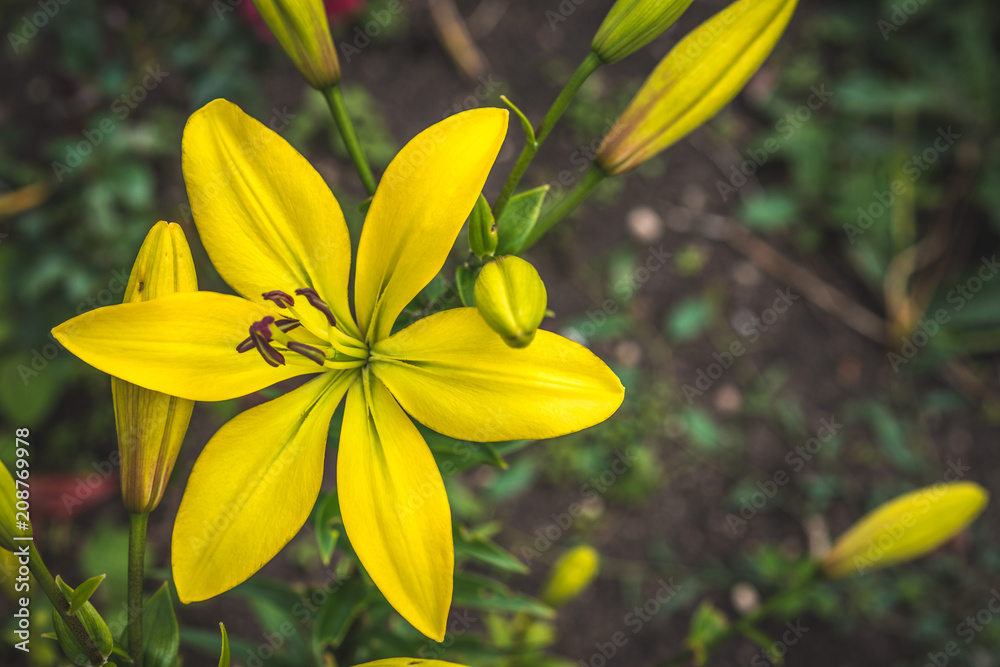 Yellow lily flower growing in garden Yellow lily flower growing in garden