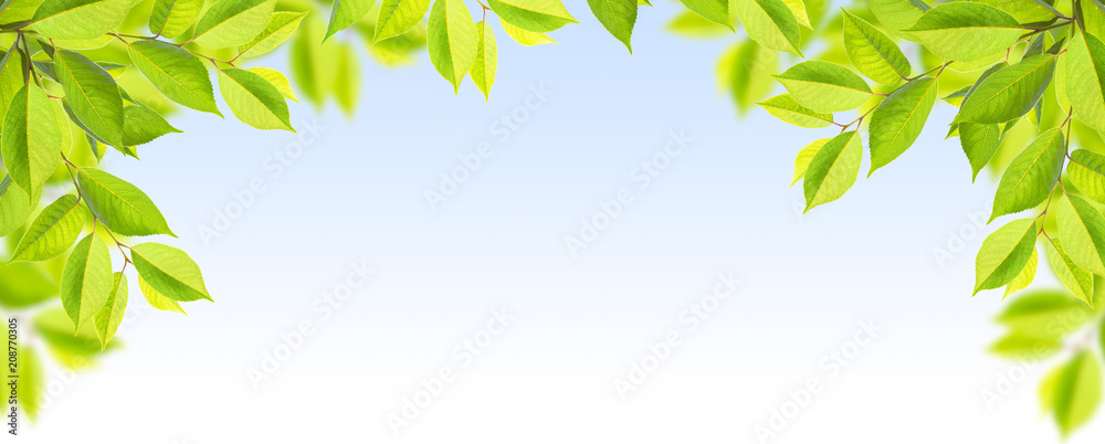 Green leaves of tree on blue sky