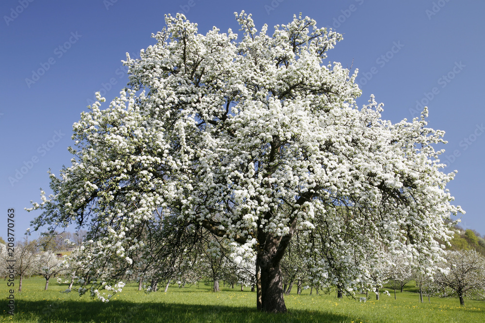 Fototapeta premium Alter Birnenbaum