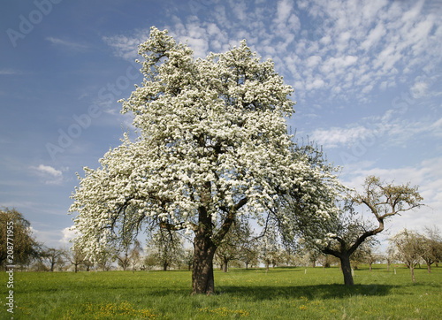 Alter Birnbaum auf einer Streuobstwiese photo