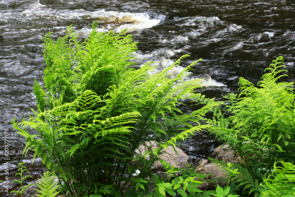 a forest tranquil Volchya River in a mixed forest in the summer on the territory of the reserve. Leningrad Region, Russia. dense thicket of fern on the shore a forest tranquil Volchya River in a mixed forest in the summer on the territory of the reserve. Leningrad Region, Russia. dense thicket of fern on the shore