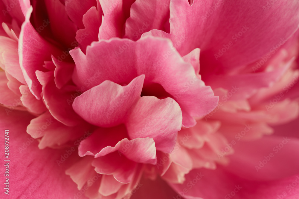 Beautiful peony flower