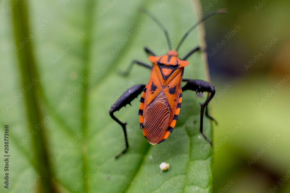 Bug Nature Bug Nature
