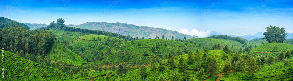 Obraz premium Panoramic beautiful tea plantations in hills near Munnar, Kerala, India.