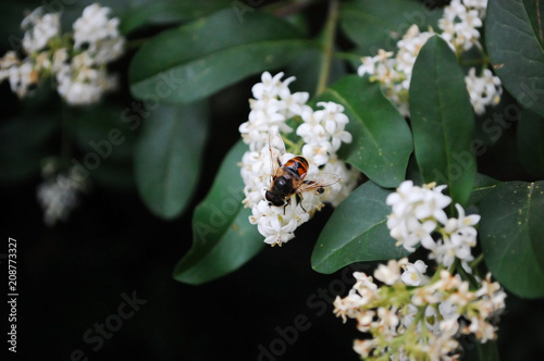 Eristalis tenax, drone fly, dronefly, Ligustrum vulgare photo