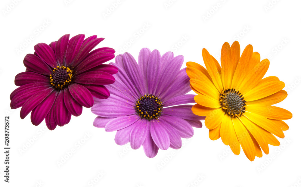 Osteosperumum Flower Daisy Osteosperumum Flower Daisy