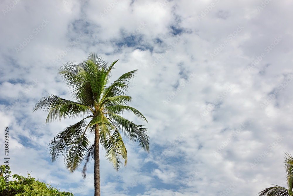 coconut tree with blue sky background