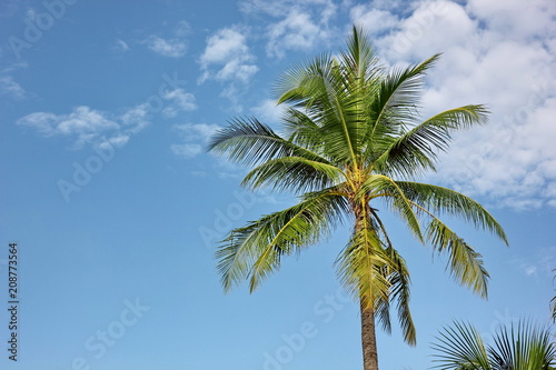 coconut tree with blue sky background