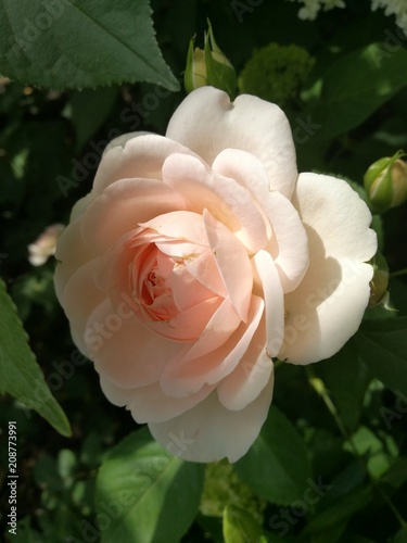 Bright flower