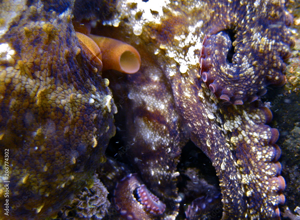 Obraz premium Octopus, Tintenfisch