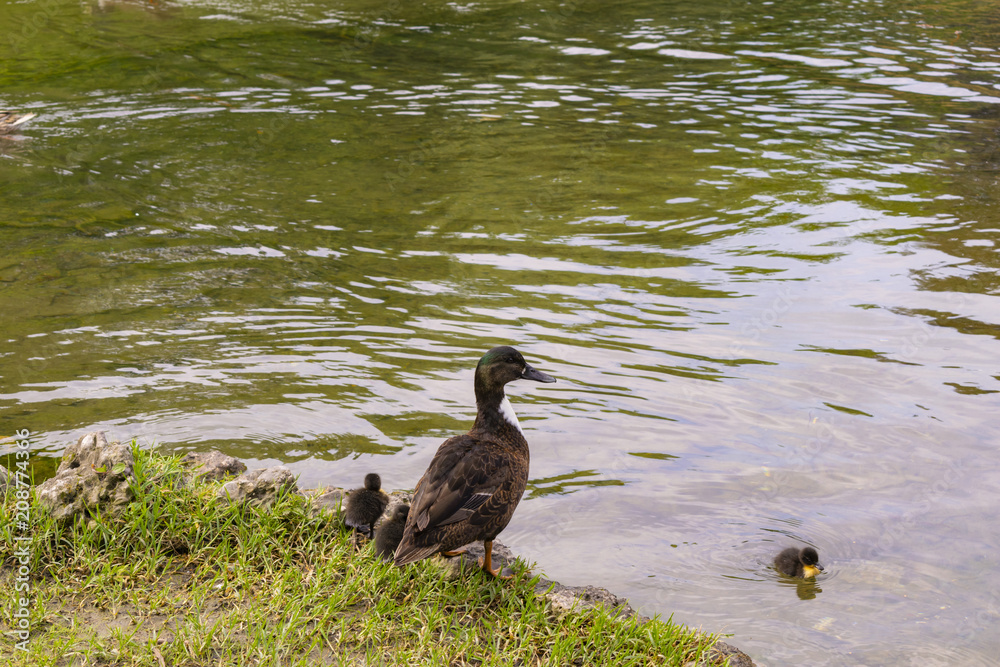 Duck family at the lake 