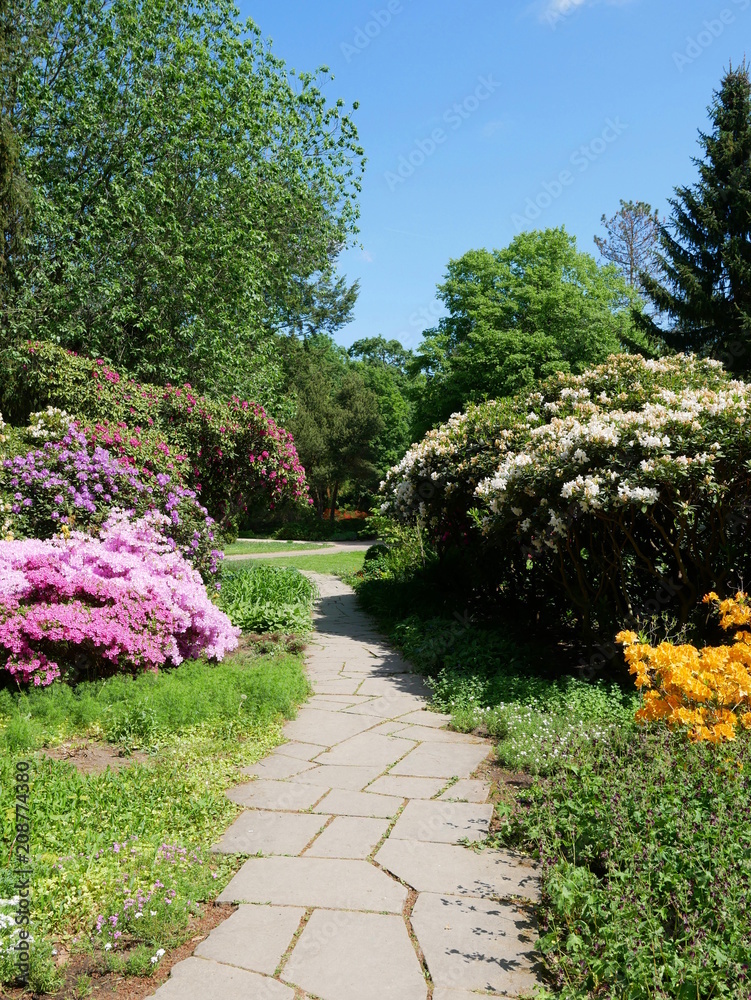 Obraz premium Park mit Rhododendron
