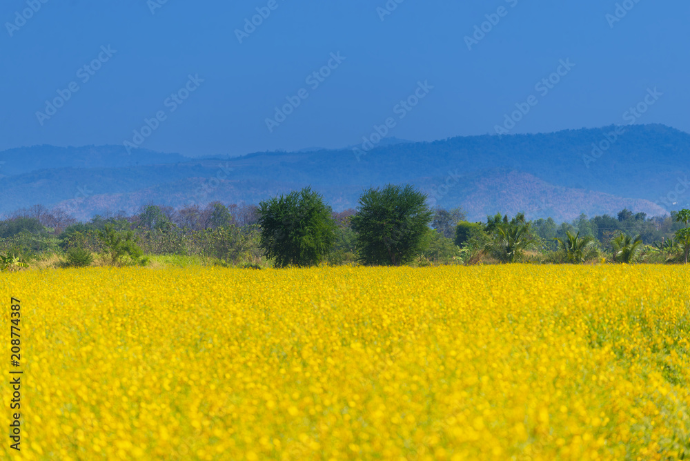 Yellow flower filed with landscape view in Thialand during summer.